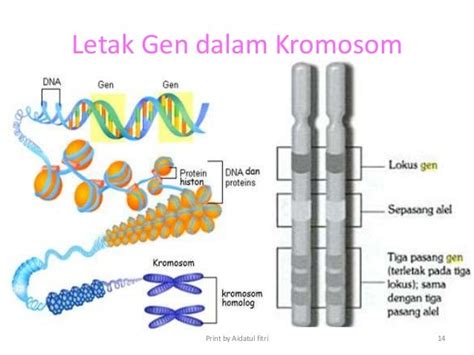 dimanakah letak gen dalam kromosom  Proses ini juga menghasilkan variasi genetik karena persilangan